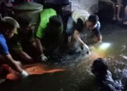 Mayat Pria Tua Gundul Ditemukan Mengapung 25 Mayat Pria Tua Gundul Ditemukan Mengapung