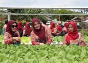 PKK dan PMD Kunjungi Kebun Hidorponik Desa Mekar Sari Kecamatan Binuang