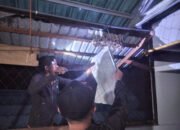 Tim Animal Rescue Bersihkan Sarang Tawon Vespa di Rumah Warga