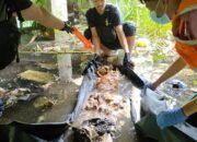 Geger, Tengkorak di Kolong Rumah Singgah