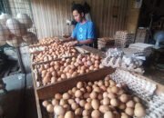 Disbunak KalselPerketat Pengawasan Masuknya Telur Ayam dari Luar Daerah