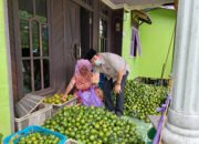 Kelangkaan Pupuk Subsidi Masih Menghantui Petani Di Anjir