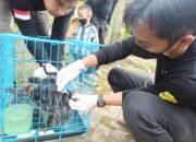 Kaki dan Leher Lutung ‘Deti’ Terbakar