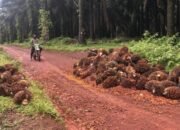 Mantan Anggota DPRD Tala Resmi Ditahan, 1,5 ton Buah Sawit dan Mobil Grand Max Jadi Barbuk