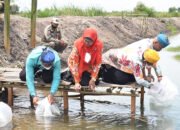Budidaya Ikan Air Tawar Diharap Peluang Sambut IKN