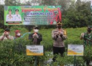 Kampung Cabai Panen Besar