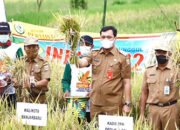 Walikota Panen Raya Bersama Warga Cempaka
