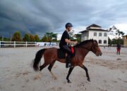 PT ASP kembangkan olahraga berkuda Melalui Green Yakin Horse Sports