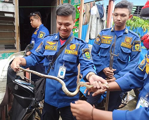 Ular Sanca Gegerkan Ibu Hamil 7 Bulan 1 5 ular 2klm