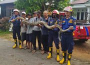 Damkar Banjar Amankan Ular Piton 3,6 Meter