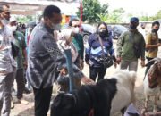 Tingkatkan Minat Ternak dan Kelestarian Kontes Kambing