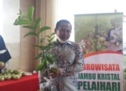 Kisah Sukses Sumanto, Petani Pepaya Hijrah ke Jambu Kristal