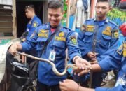Ular Sanca Gegerkan Ibu Hamil 7 Bulan