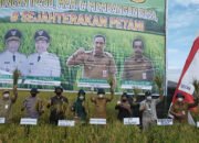 Rencanangan IP 400Bupati Balangan Harap Produksi Padi Meningkat