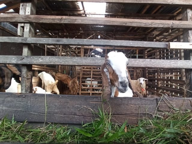 Hal 10 3 KLm Sapi scaled