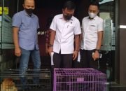 Polda Kalsel Ungkap Dugaan Perdagangan Gelap Hewan Dilindungi 11 Polda Kalsel Ungkap Dugaan Perdagangan Gelap Hewan Dilindungi