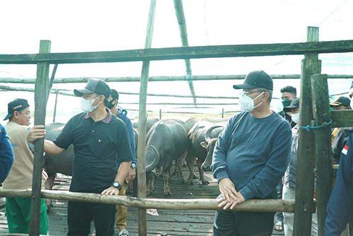 Pastikan Kesehatan Ternak<br>Bupati Kunjungi 'Kalang Hadangan' 1 hal 12 HSS 3 klm 9