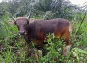 Jelang Idul Qurban, Disbunak Pastikan Sapi Aman Wabah PMK