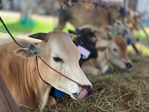 Masyarakat Terancam Tak Dapat Sapi Kurban 1 hal8 3klmterancam 1