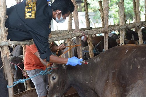 Jelang Idul Adha, Stok Sapi di Banjarmasin Kosong 1 hal8 4klm 2 1