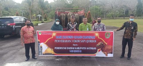 Bank Kalteng Serahkan Bantuan Sapi Kurban untuk Pemkab Katingan 1 15 katingan 6