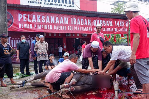 PDIP Serentak Sembelih 50 Ekor Sapi Kurban
