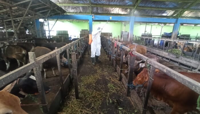 Desinfeksi Hewan Kurban Guna Cegah Sebaran PMK di RPH