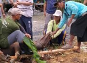 Peduli Sesama, Uniska MAB Gelar Penyembelihan Hewan Kurban 25 Peduli Sesama, Uniska MAB Gelar Penyembelihan Hewan Kurban