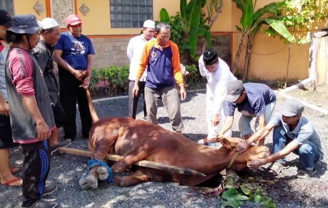 PWI Kalsel Sembelih 4 Ekor Sapi Kurban 1 IMG 20220710 200849 scaled