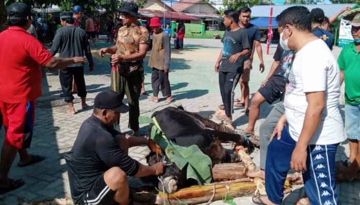 Tebar 411 Ekor Hewan Kurban di Kalsel