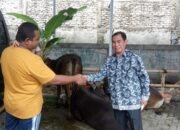 Ketua PWI Kalsel Terima Sapi Kurban dari Kajati 8 Ketua PWI Kalsel Terima Sapi Kurban dari Kajati