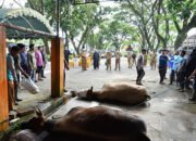 Jajaran Pemkab HSS Lakukan Pemotongan Hewan Kurban 29 Jajaran Pemkab HSS Lakukan Pemotongan Hewan Kurban