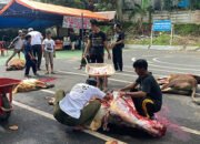 Belasan Sapi Kurban Dibagikan Polres Kotabaru