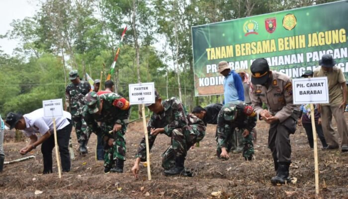 Dukung Ketahanan Pangan, Dandim 1002/HST Salurkan Bantuan Benih Jagung dan Tanam Bersama