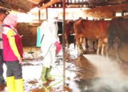 Bekerjasama dengan Polres, Disbunak Tabalong Semprot Kandang Sapi