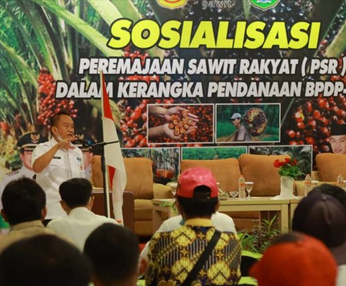 Pemkab Tanbu Sosialisasikan Peremajaan Sawit Rakyat 1 hal 12 Tanbu 25 klm 3