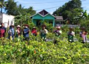 Demontration Plot Budidaya Cabe Rawit di BPP Landasan Ulin