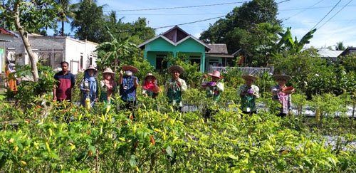 Demontration Plot Budidaya Cabe Rawit di BPP Landasan Ulin 1 Hal 10 3 Klm Panen