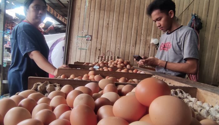 Harga BBM Naik, Telur Ayam Justru Turun