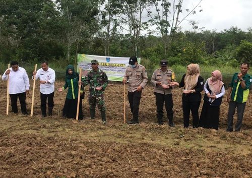 Hal 16 4 Klm Martapura Tanam jagung