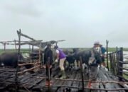 Hindari Penyakit, Kerbau Rawa di HSU Divaksinasi