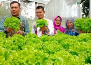 Program RT MandiriPokmas Mentaos Panen Tanaman Hidroponik