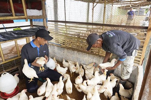 Lapas Narkotika Karang Intan Panen Ayam Kalasan Hasil Binaan WBP 1 Hal 10 3 Klm Lepas Karang Intan