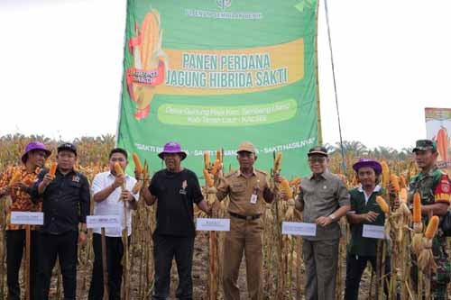 Bupati Panen Perdana Jagung Benih Unggul JAB69-01 Sakti 1 Hal 11 Tala 3 klm 9