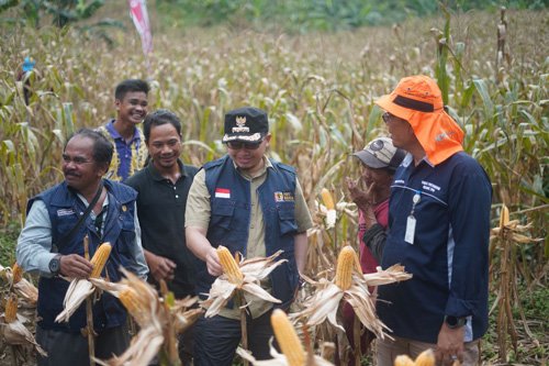 Panen Raya Jagung Hibrida Gapoktan Tumpang Sari 1 Hal 2 Barabai 4 klm 3