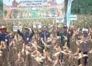 Bupati HST Panen Raya Jagung Hibrida Gapoktan Tumpang Sari 33 Bupati HST Panen Raya Jagung Hibrida Gapoktan Tumpang Sari