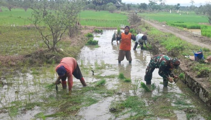 Babinsa Koramil 1002-05/Pandawan Serda Agung Prayogo Bantu Warga Tanam Padi