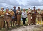 Anggota Satpol PP Banjarbaru Berhasil Panen 2.5 Ton Melon