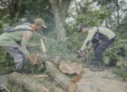 Antisipasi Roboh Warga Syamsuddin Noor Pangkas Pohon Besar