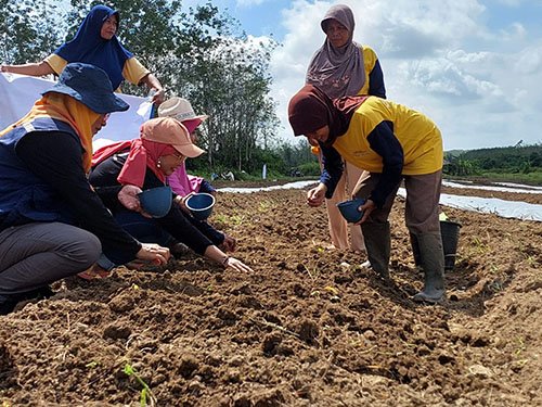 Hal 10 3 Klm Martapura Tanam semangka
